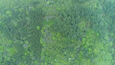 Aerial view of green forest Stock Footage 96049545