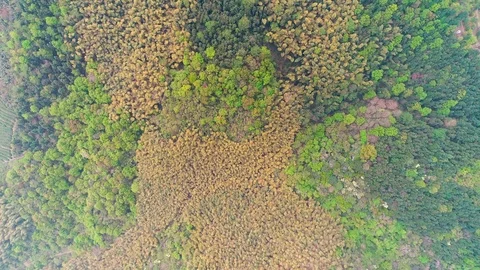 Aerial view of green forest Stock Footage 96049652