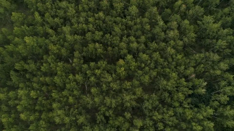 Aerial view of a green forest. 스톡 동영상 114440174
