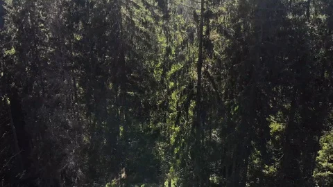 Aerial view of the green forest Stock Footage 115329674