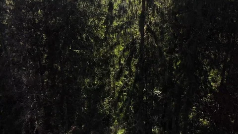 Aerial view of the green forest Video stock 115329707