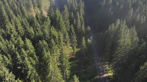 Aerial view of the green forest Video stock 115329800