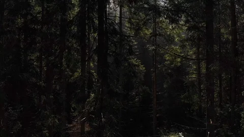 Aerial view of the green forest Video stock 115329883