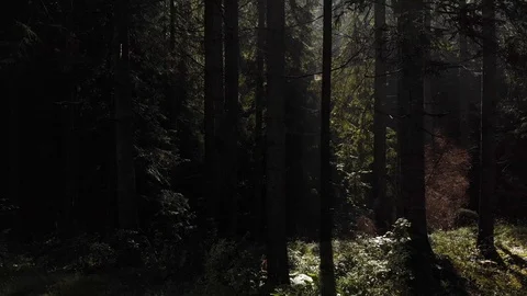 Aerial view of the green forest Video stock 115329894