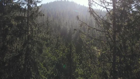Aerial view of the green forest Video stock 115329938