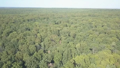 Aerial view of the green forest Video stock 120480363