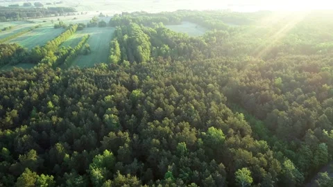 Aerial view of green forest Stock Footage