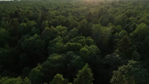 Aerial view of green forest. Stock Footage 198961958