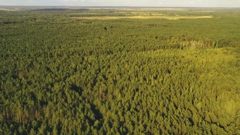 Aerial View Of Green Forest Landscape. Top View From High Attitude In Summer 스톡 동영상 126145018