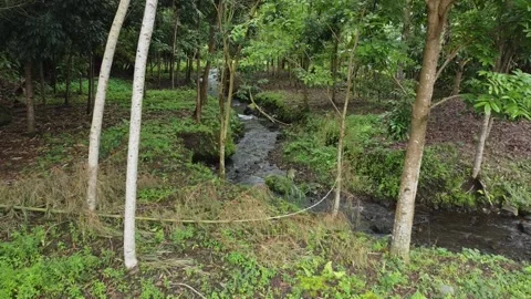 Aerial view of a green forest with a river flowing in the middle Stock Footage 226488067