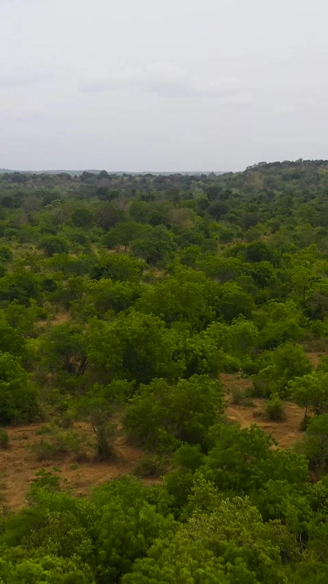 Aerial view of Green forest in the Sri Lanka. Stock Footage 252185416