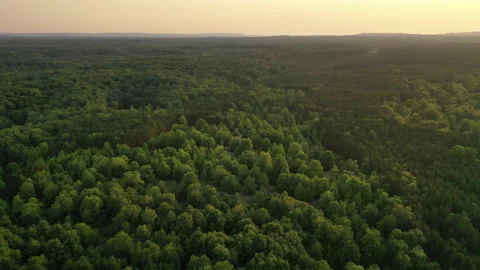 Aerial view of green forest in state Michigan at sunset. Flying over trees Stock Footage 158360449