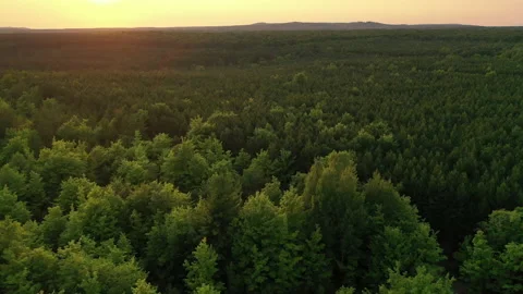 Aerial view of green forest in state Michigan at sunset. Flying over trees Stock Footage 158362997
