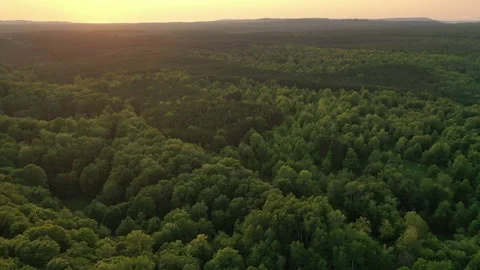 Aerial view of green forest in state Michigan at sunset. Flying over trees Stock Footage 158558014