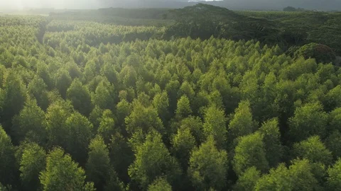 Aerial View of Green Forest Tree-line with Mountain Background in Kauai, Hawaii Stock Footage 125816309