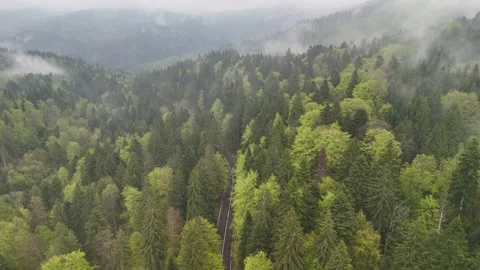 Aerial View of Green Forest Treetops Beneath Mountain Mist Stock Footage 345576434