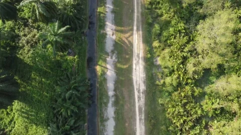 Aerial view green lush path Stock Footage 150200774