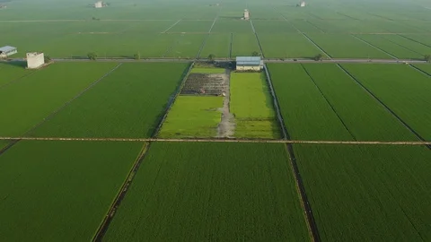 Aerial view of green paddy fields located in Sekinchan, Malaysia Stock Footage 117047892