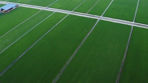 Aerial view of green paddy fields located in Sekinchan, Malaysia Stock Footage 117047898