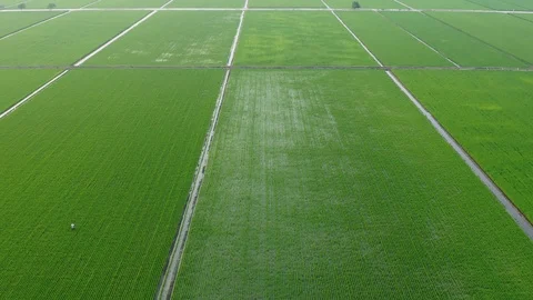 Aerial view of green paddy fields located in Sekinchan, Malaysia Stock Footage 117048094