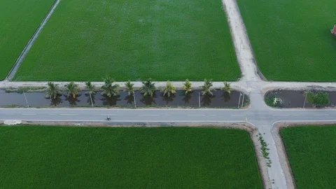 Aerial view of green paddy fields located in Sekinchan, Malaysia Stock Footage 117048236