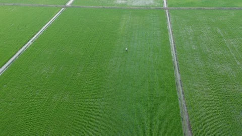 Aerial view of green paddy fields located in Sekinchan, Malaysia Stock Footage 117048418