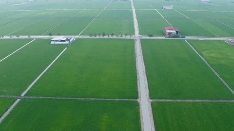 Aerial view of green paddy fields located in Sekinchan, Malaysia Stock Footage 117048847