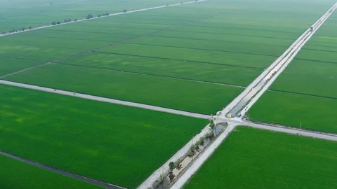 Aerial view of green paddy fields located in Sekinchan, Malaysia Stock Footage 117049112