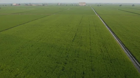 Aerial view of green paddy fields located in Sekinchan, Malaysia Stock Footage 117049801