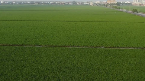 Aerial view of green paddy fields located in Sekinchan, Malaysia Stock Footage 117050130