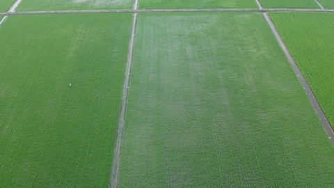 Aerial view of green paddy fields located in Sekinchan, Malaysia Stock Footage 117050619