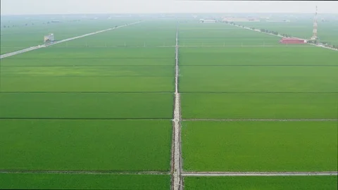 Aerial view of green paddy fields located in Sekinchan, Malaysia Stock Footage 117050726