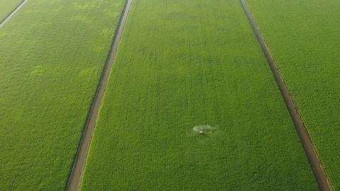 Aerial view of green paddy fields located in Sekinchan, Malaysia Stock Footage 117075005