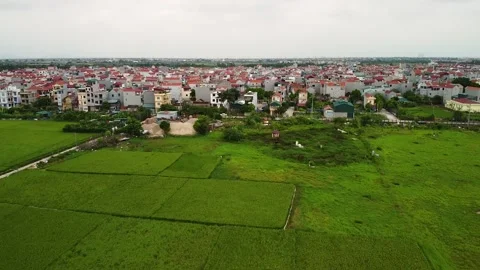 Aerial view of green paddy fields and a residential town in Asia Stock Footage 143892951