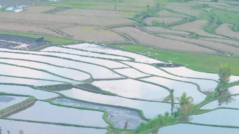 Aerial view of green paddy fields and birds flying Stock Footage 296772704