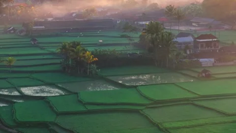 Aerial view of green paddy fields and birds flying Stock Footage 296772786