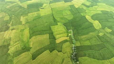 Aerial view of green paddy fields, Bangladesh. Stock Footage 321402277