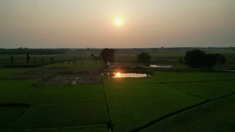 Aerial view of green paddy fields and small pond reflecting golden sunset Stock Footage 342353134
