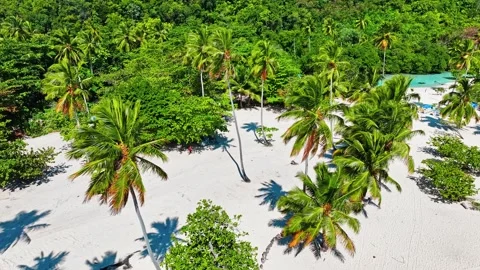 Aerial view of green palm trees on sandy beach of Caribbean coast. Stock Footage 308024289