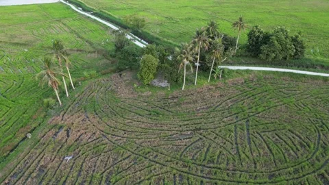 Aerial view green pattern of harvester trail Video stock 225044313