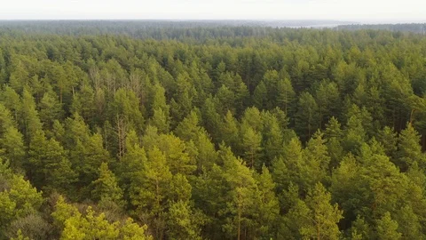 Aerial View Of Green Pine Forest Landscape. Top View In Autumn Day. Drone View 스톡 동영상 126143531