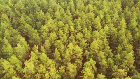 Aerial View Green Pine Forest Deforestation Area Landscape. Top View Of Growing Stock Footage 171263507