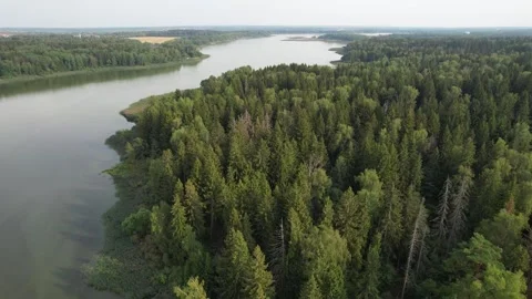 Aerial view of a green pine forest and a river flowing through it. Istra Video stock 254150301