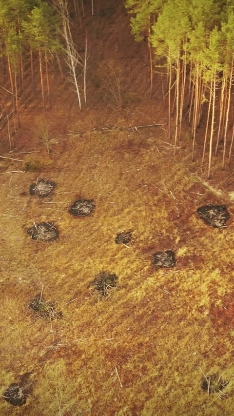 Aerial View Green Pine Forest Deforestation Area Landscape. Top View Of Empty Stock Footage 292350276