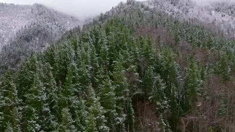 Aerial view of green pine forest with fresh snow in Altai mountains. Beautiful 스톡 동영상 333794772