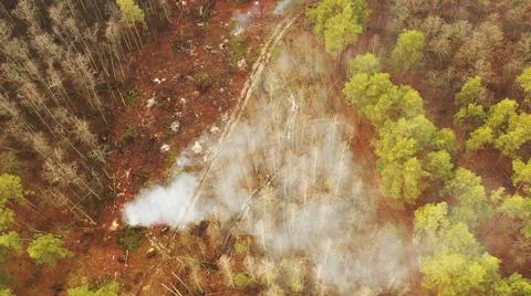 Aerial View Green Pine Forest Deforestation Area Landscape. Smoke From Burning Stock Photos