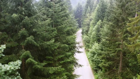 Aerial view of the green pine rainforest Stock Footage 201296762