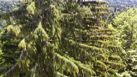 Aerial view of the green pine rainforest Stock Footage 201296994