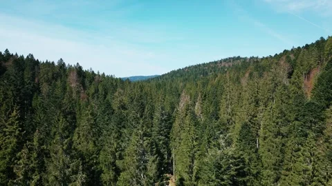 Aerial view of green pine tree forest in South Germany, in Black Forest Vidéo 303223452