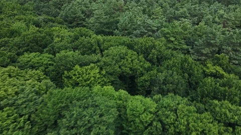 Aerial view of green pine trees of heavy forest. Wind shakes the wild pines Stock Footage 164590785